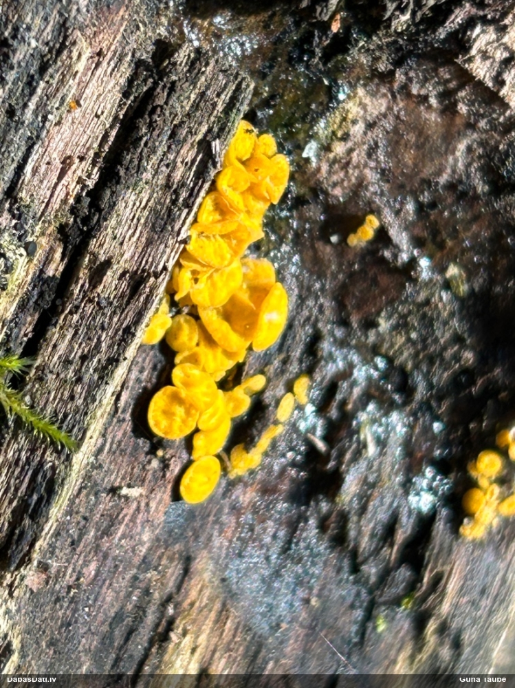 лимонно-желтая калицелла