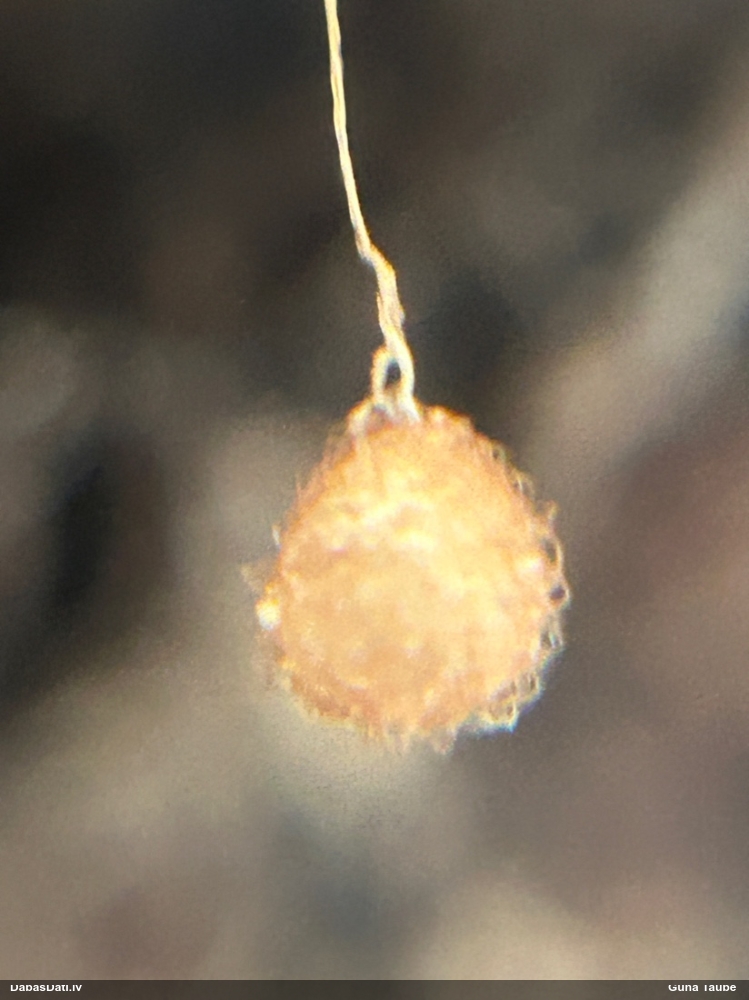 Kanibālzirneklis Ero sp.