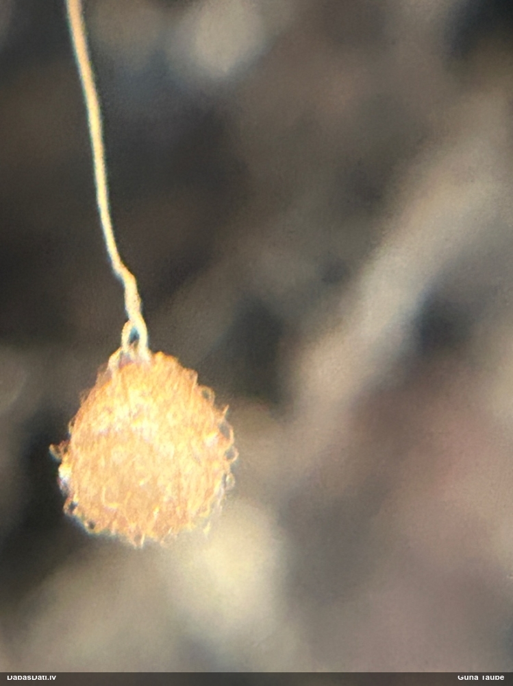 Kanibālzirneklis Ero sp.