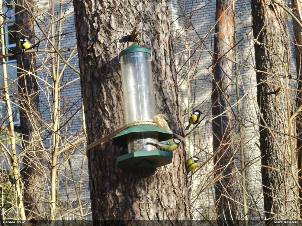 большая синица