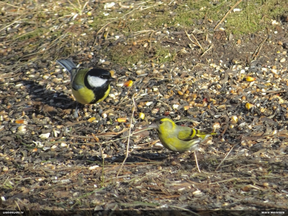 большая синица