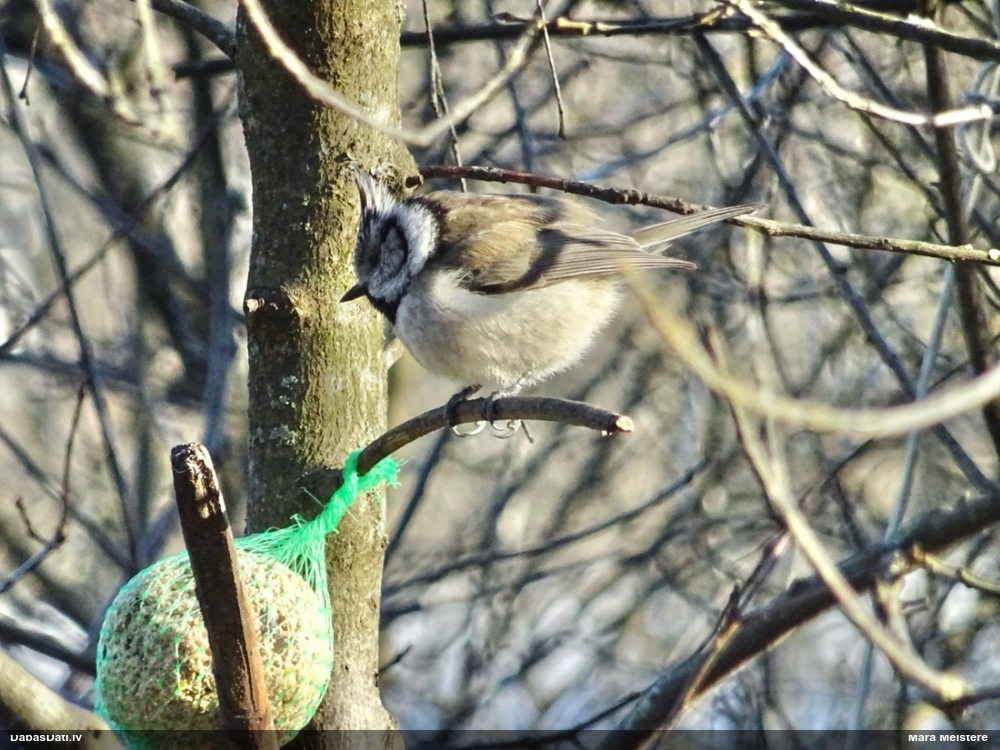 хохлатая синица