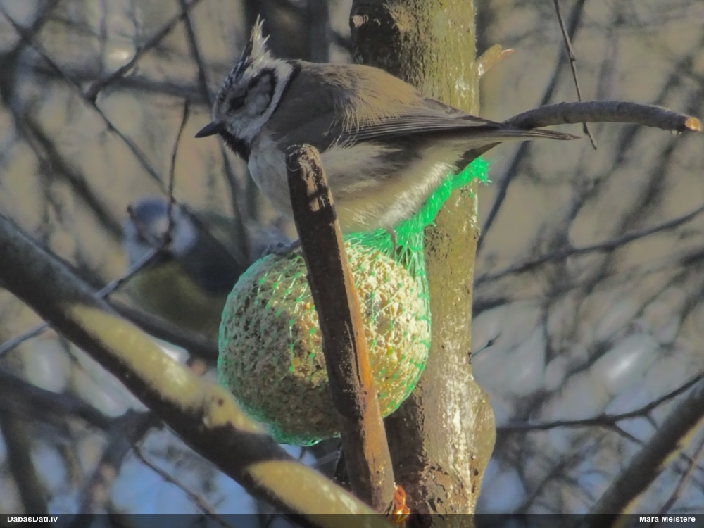 хохлатая синица