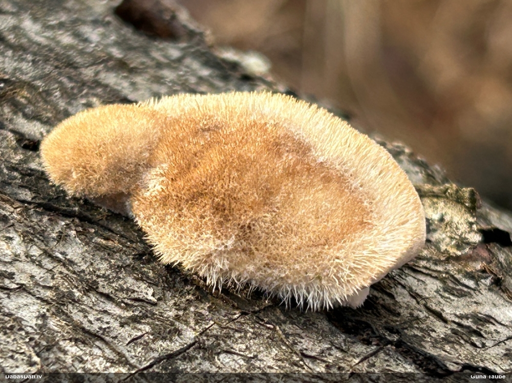 Sarainā tauriņpiepe