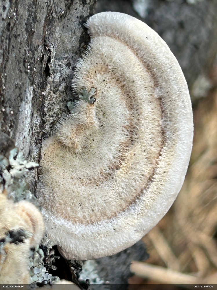 Sarainā tauriņpiepe