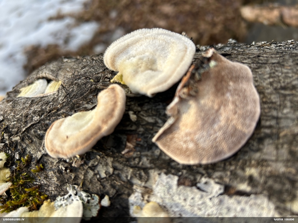 Sarainā tauriņpiepe