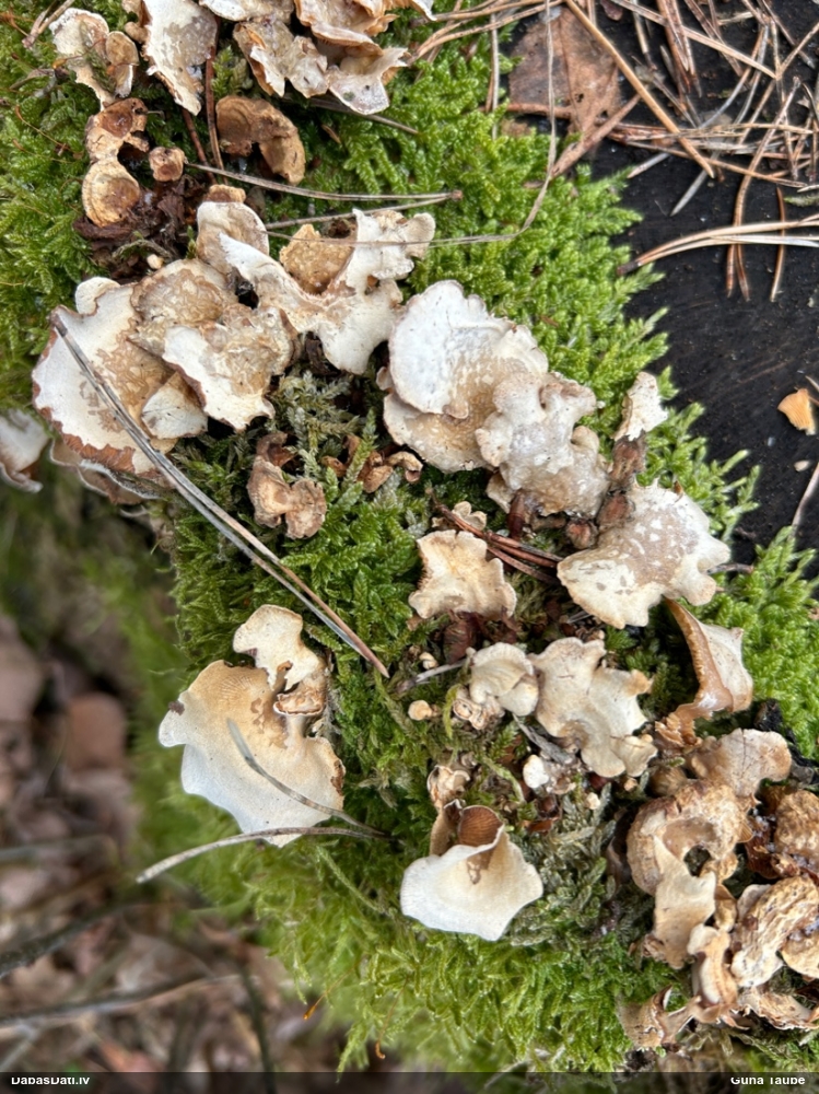 Sūrā pundurkamolene