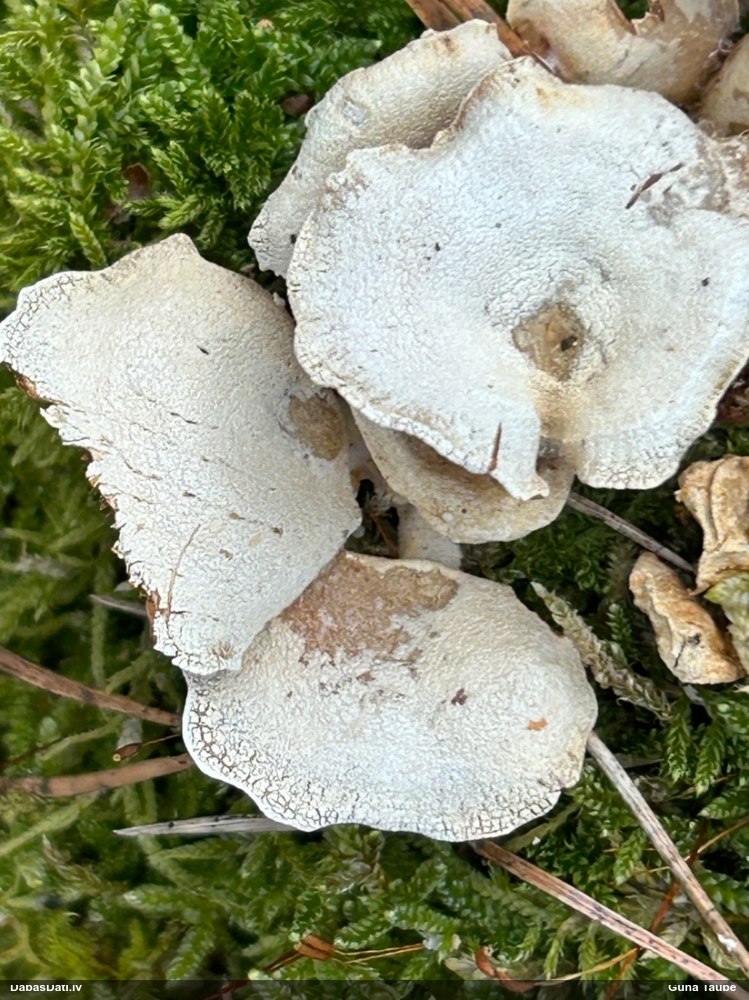 Sūrā pundurkamolene