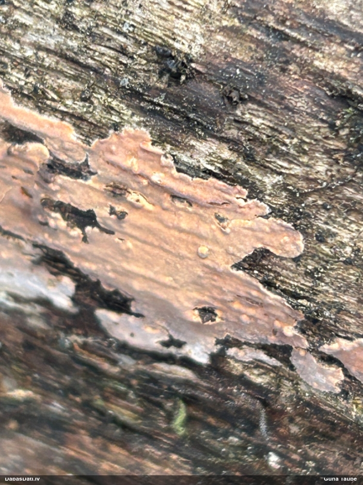 Asinssarkanā sīkpiepe