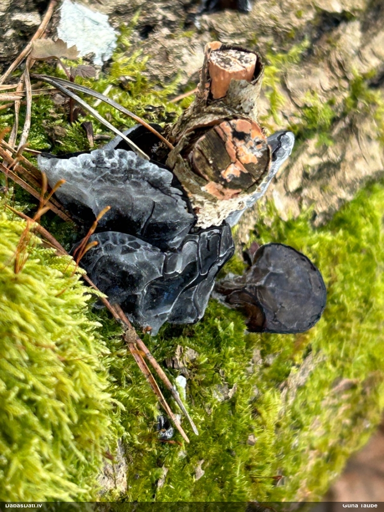 Nošķeltā eksīdija