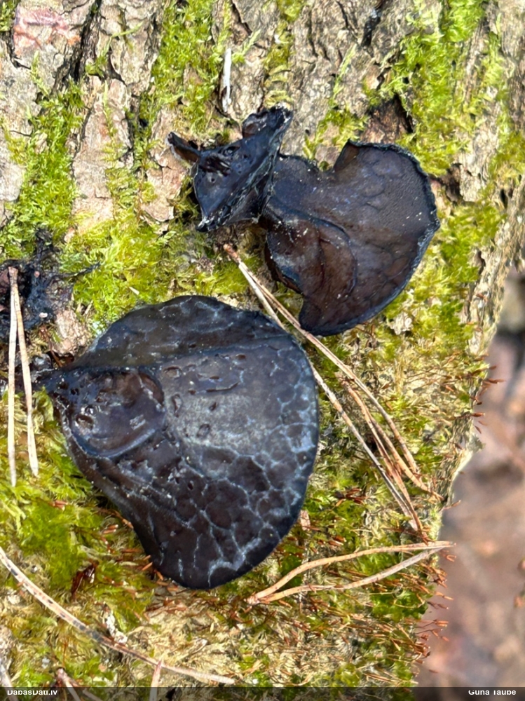 Nošķeltā eksīdija