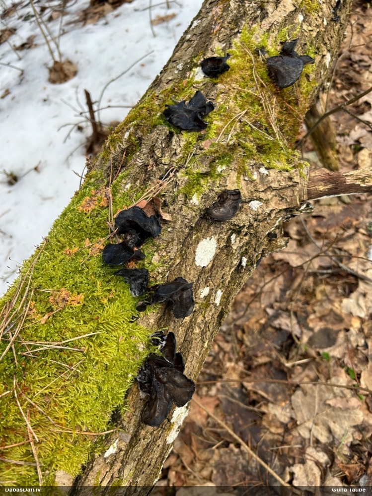 Nošķeltā eksīdija