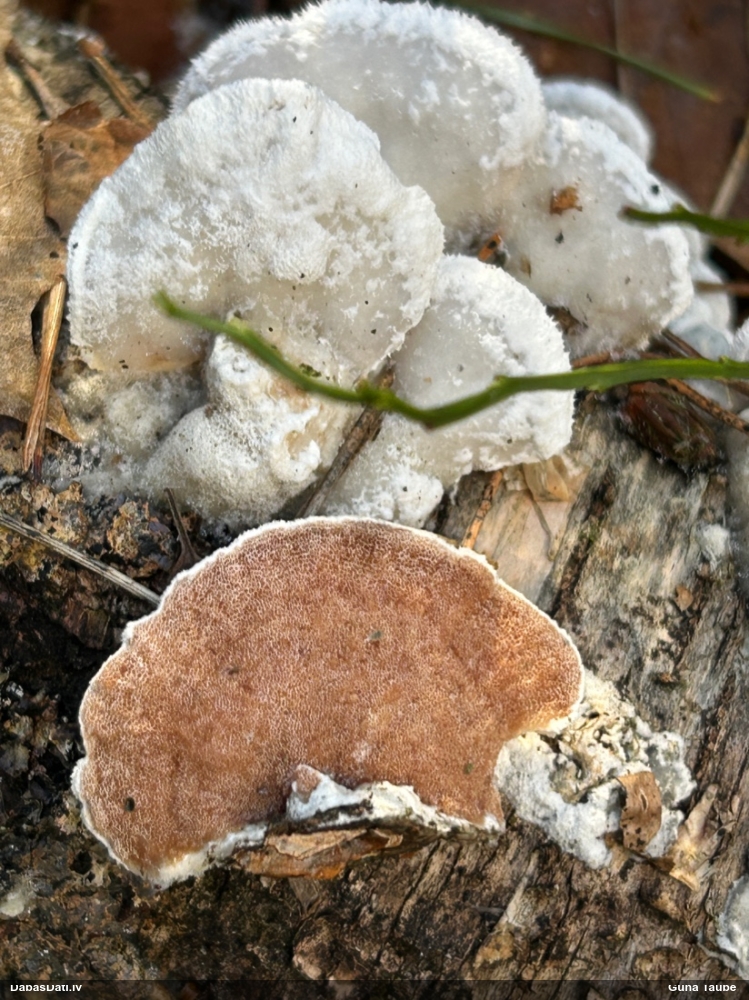 Divkrāsu plānpiepe