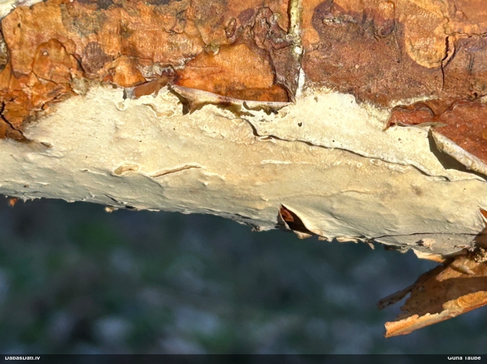 Lielā pergamentsēne