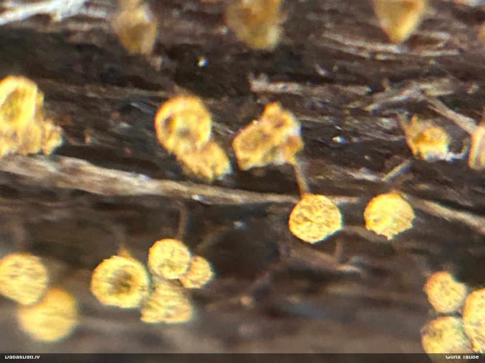 Trihija, hemitrihija (nenoteikta)