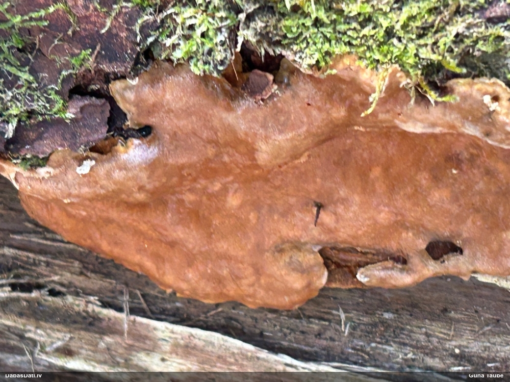 Klājeniska sēne (nenoteikta)