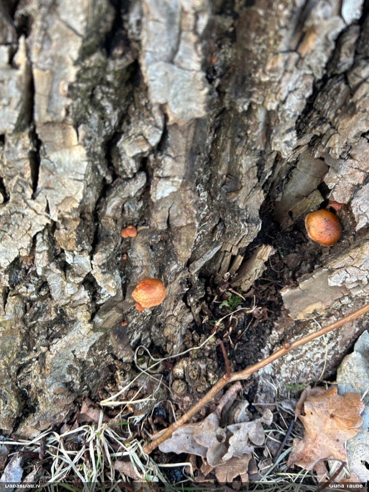 Samtainā ziemene (ziemas celmene)