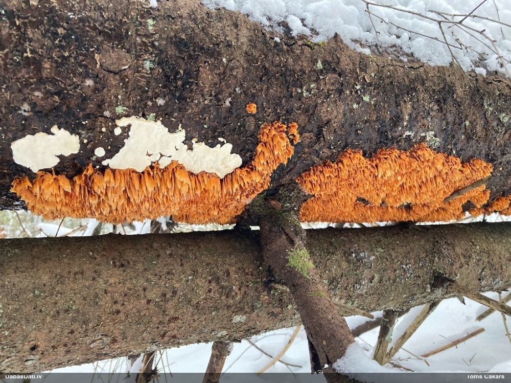 Baltdzeltenā egļpiepe