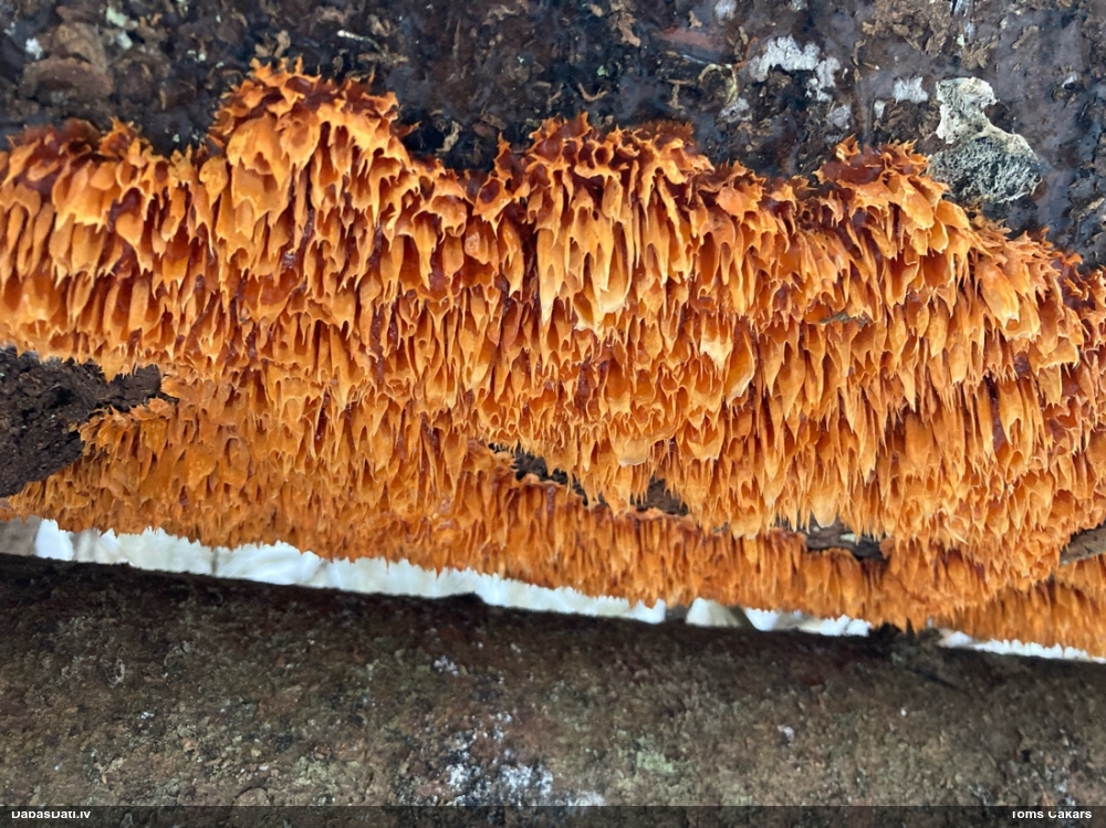 Baltdzeltenā egļpiepe