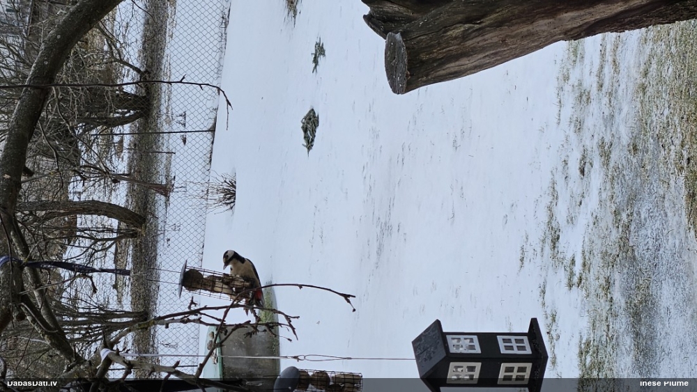 средний дятел