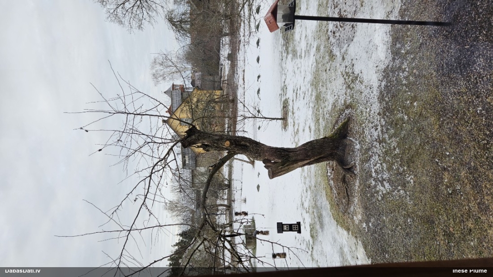 средний дятел