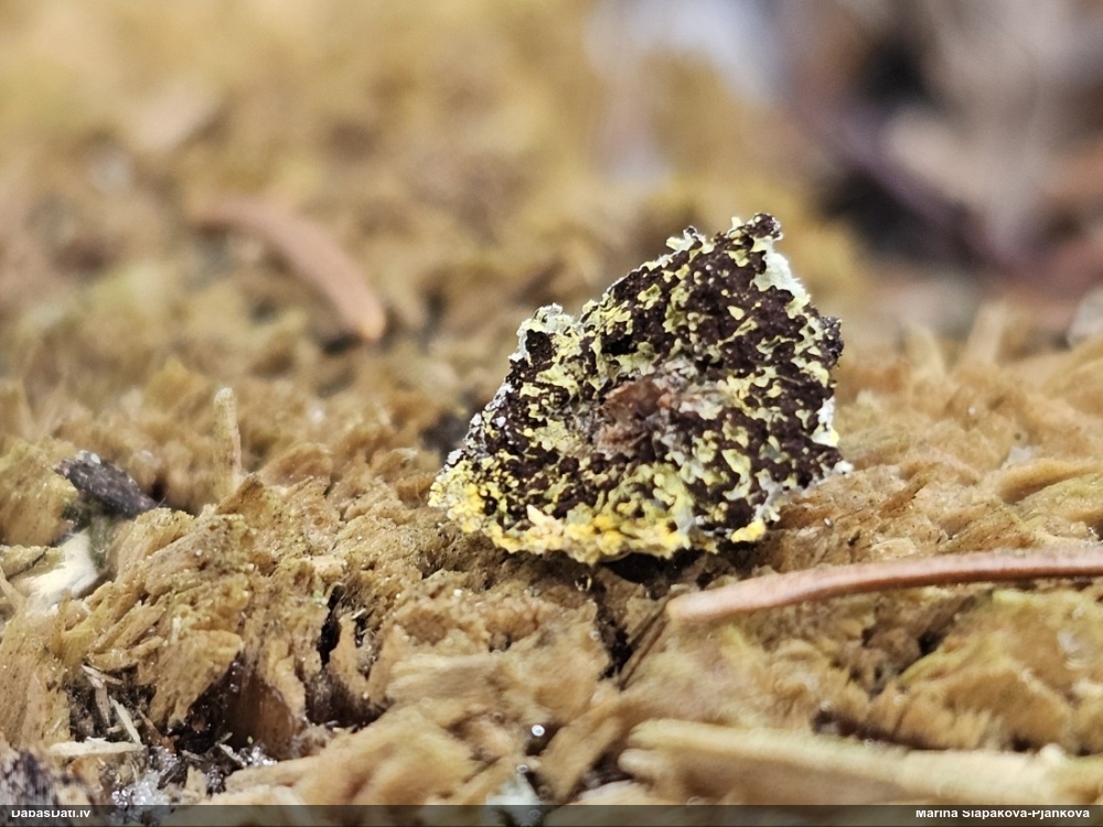 Ragansviests (nenoteikts)