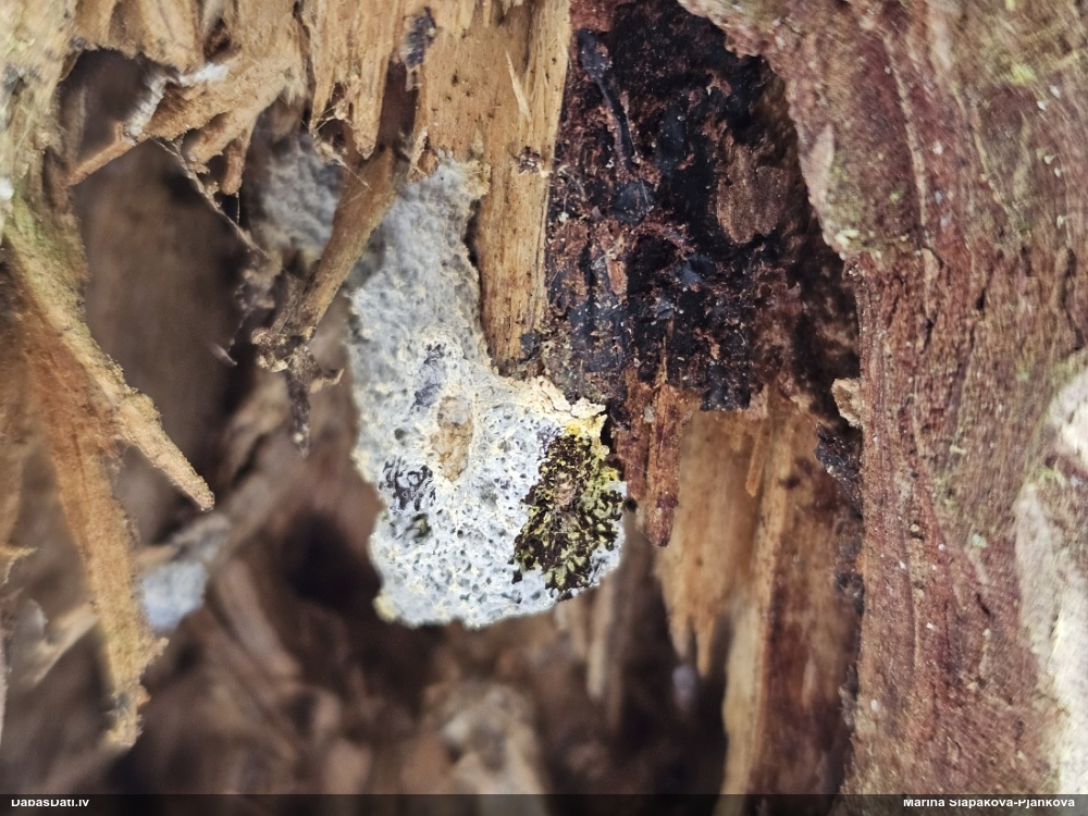 Ragansviests (nenoteikts)