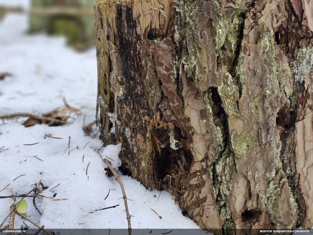 Ragansviests (nenoteikts)