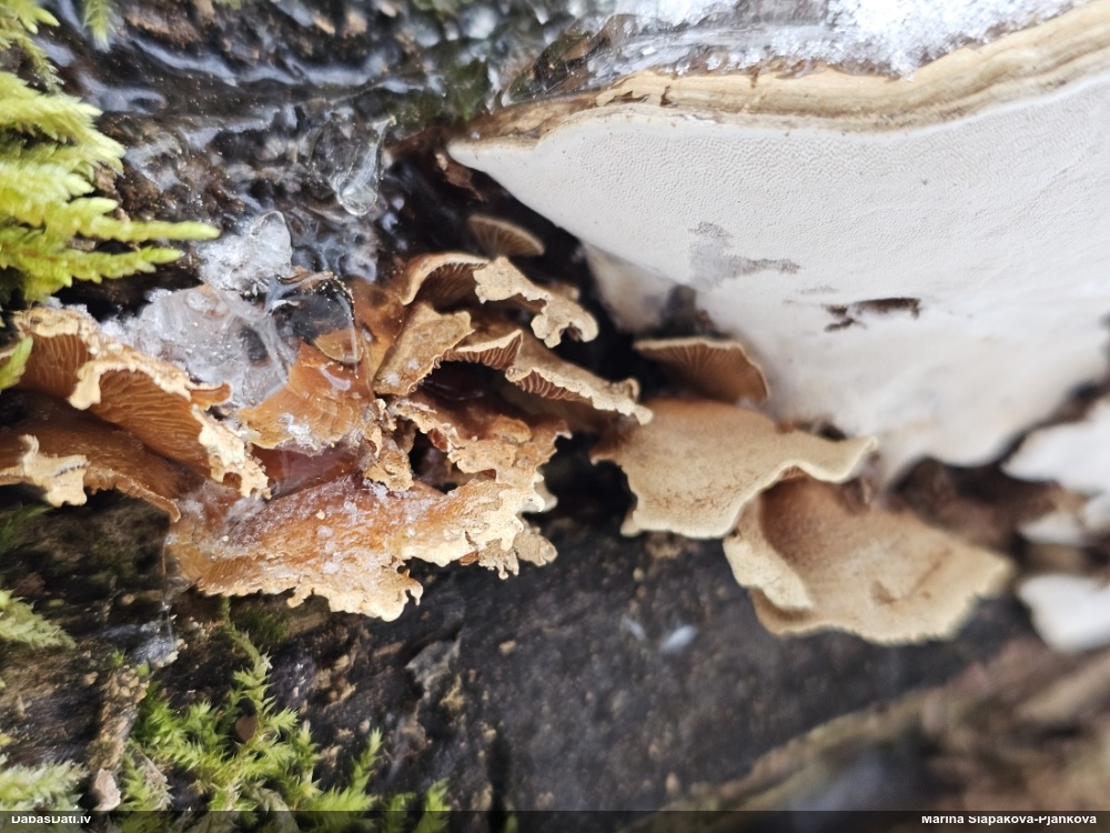 Sūrā pundurkamolene