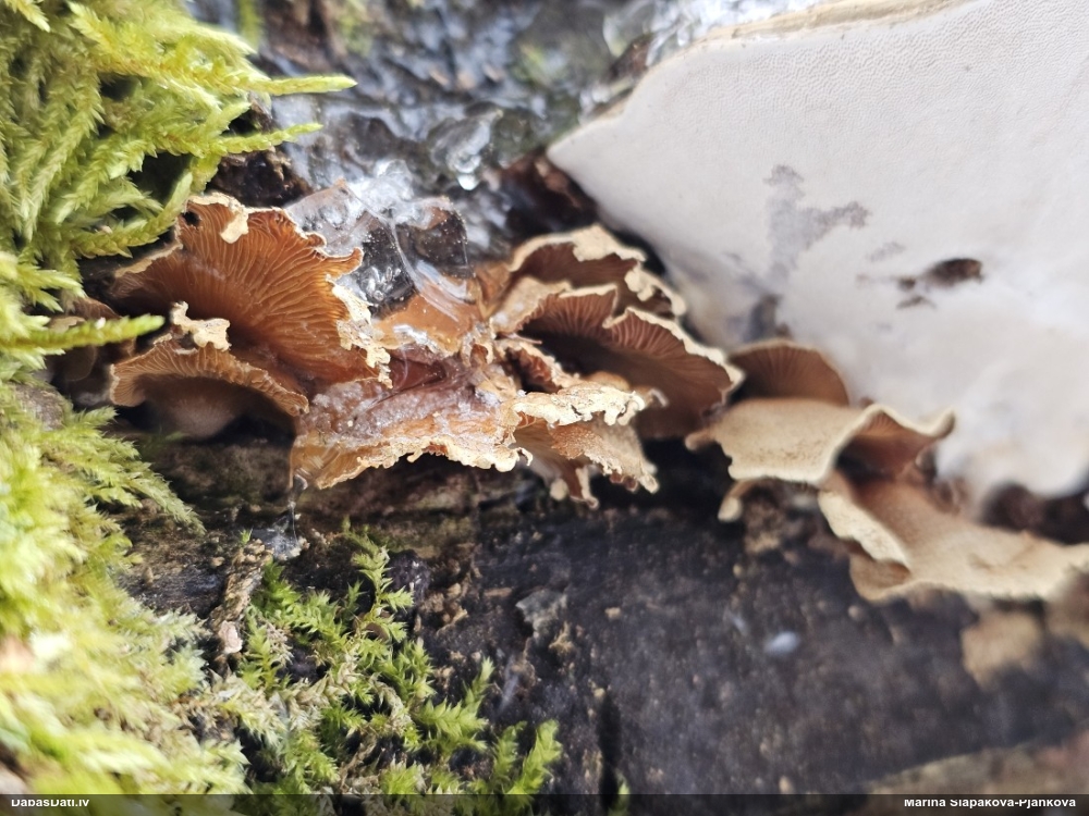 Sūrā pundurkamolene