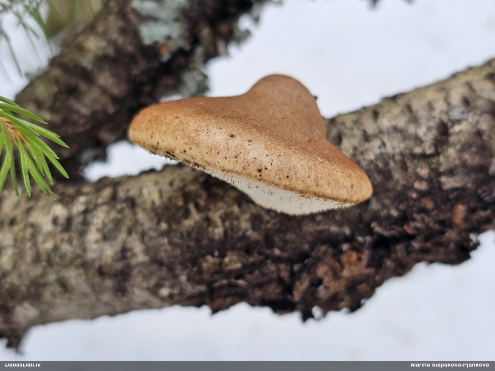 березовый Трутовик