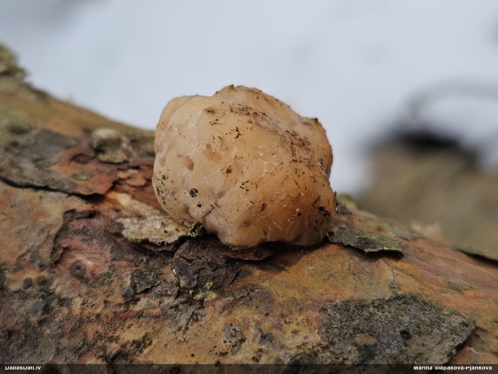 Smadzeņveida receklene