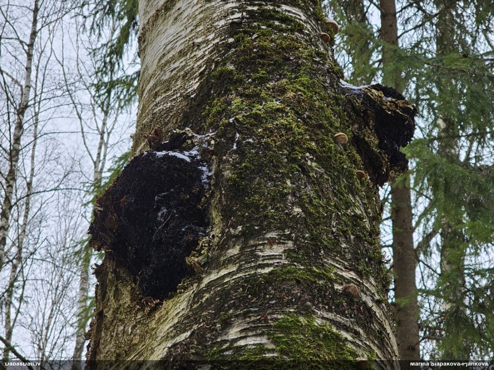 Melnā spulgpiepe, čaga