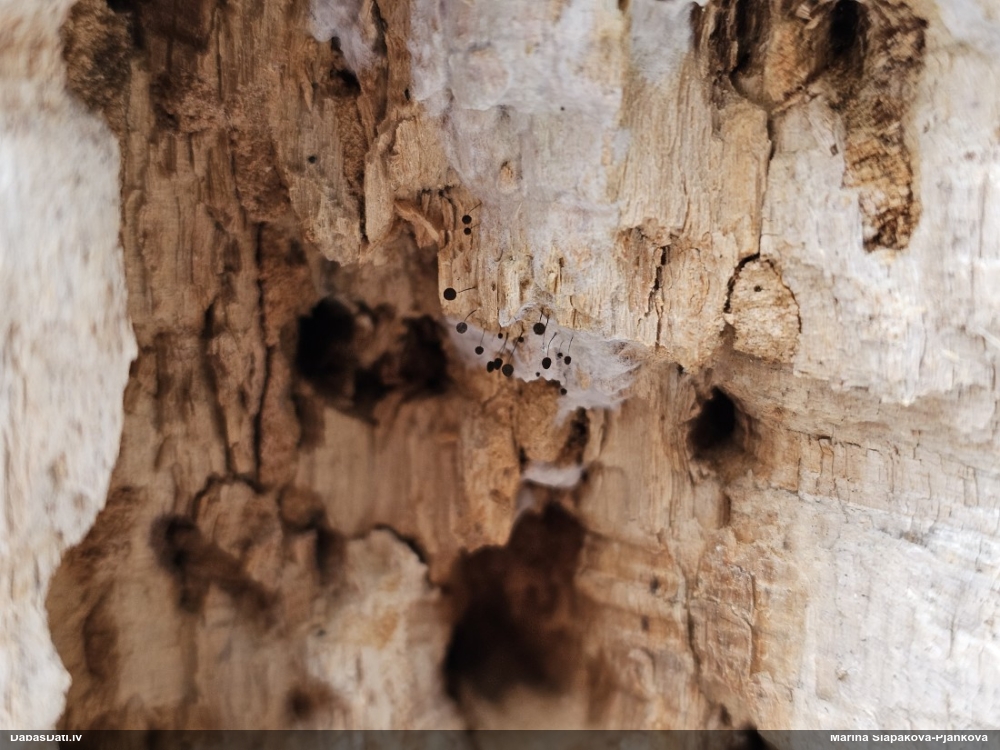 Komatrihija (nenoteikta)