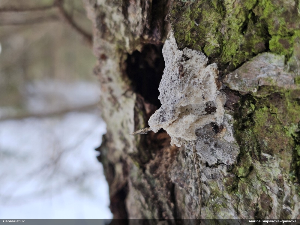 Ragansviests (nenoteikts)