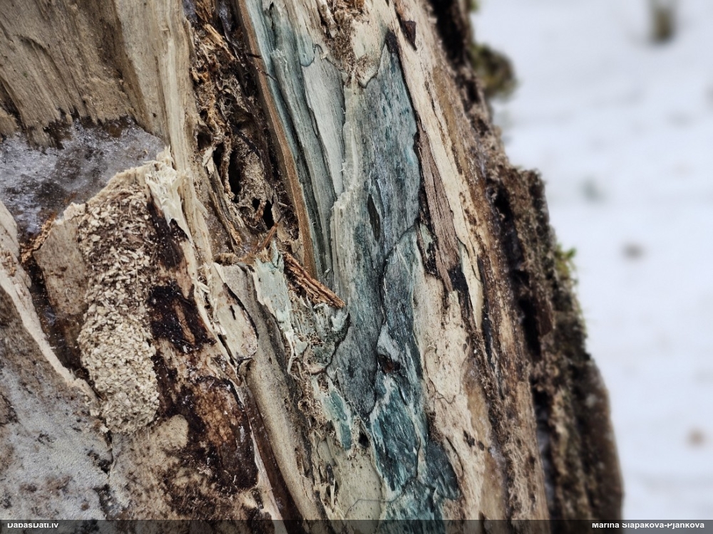 Zilzaļā hlorociborija