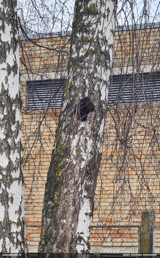 Melnā spulgpiepe, čaga