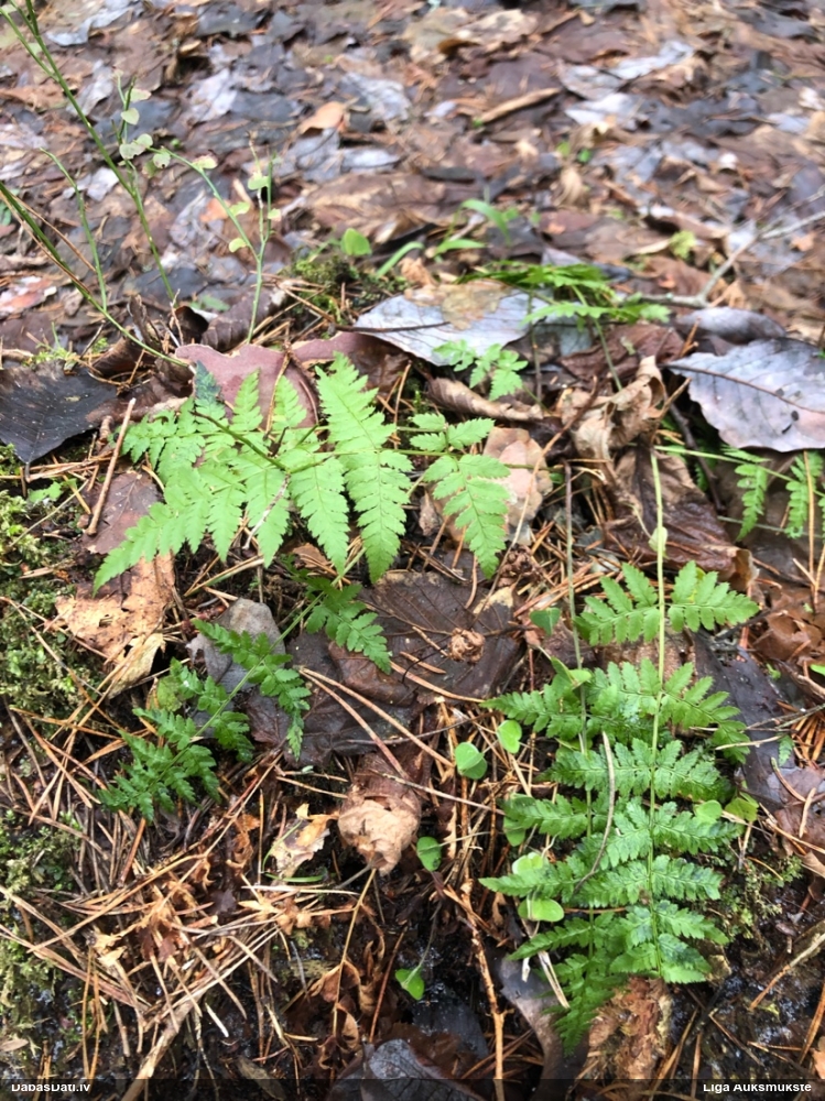 Paparde (nenoteikta)