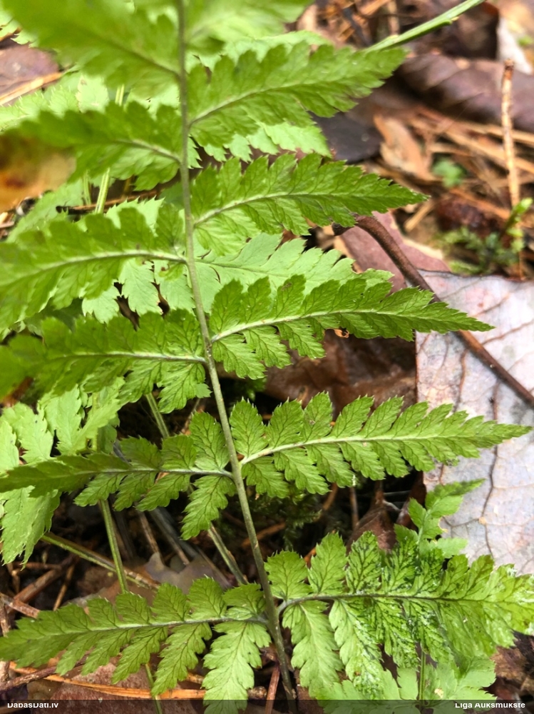 Paparde (nenoteikta)