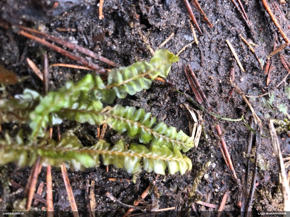 Lielā greizkausīte