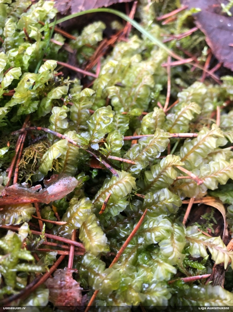 Lielā greizkausīte