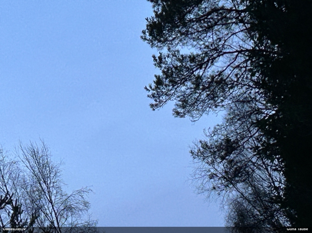 лебедь-кликун