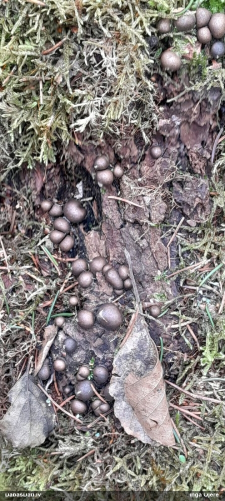 Vilkpienaine (nenoteikta)