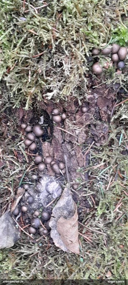 Vilkpienaine (nenoteikta)