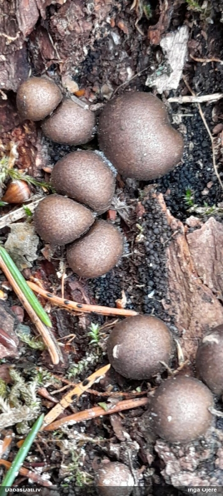 Vilkpienaine (nenoteikta)