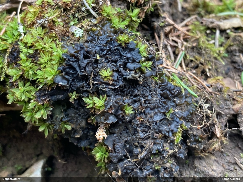 Kolēma (nenoteikta)