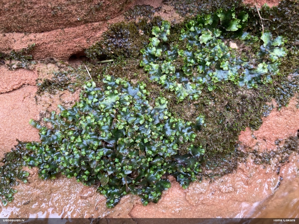 прейссия квадратная