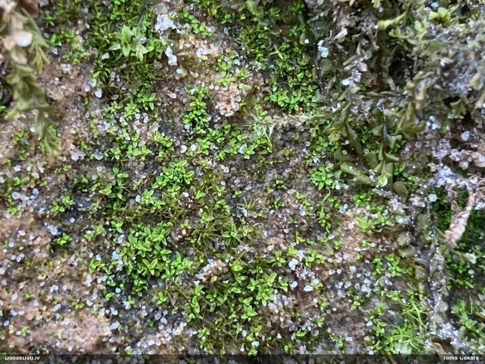 Mēlītes sīkvijzobe