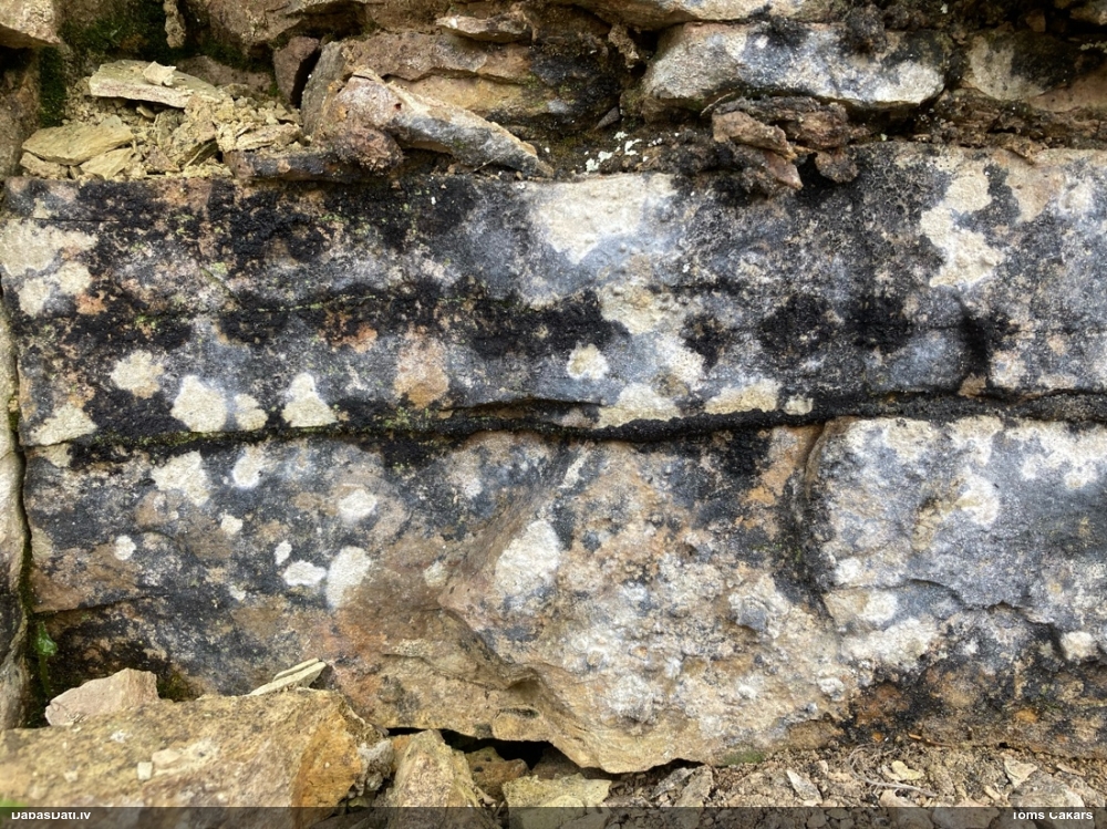 Ķērpis (nenoteikts)