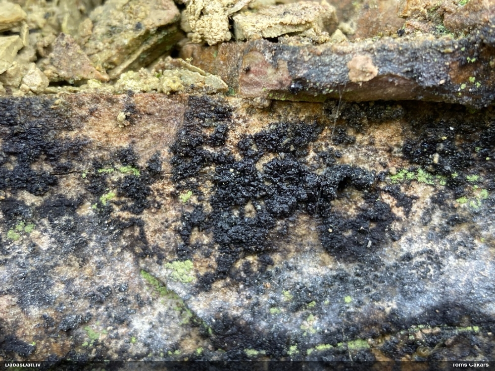 Ķērpis (nenoteikts)